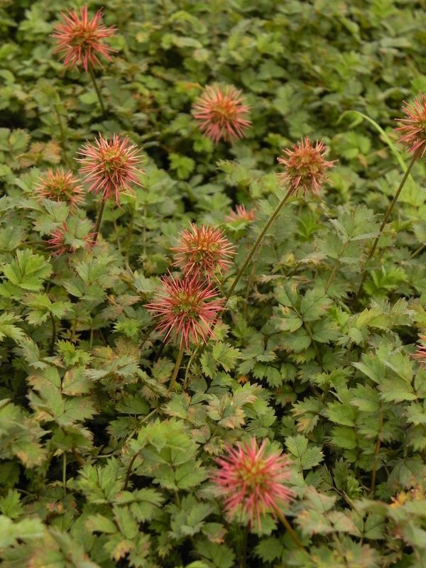 Acaena microphylla