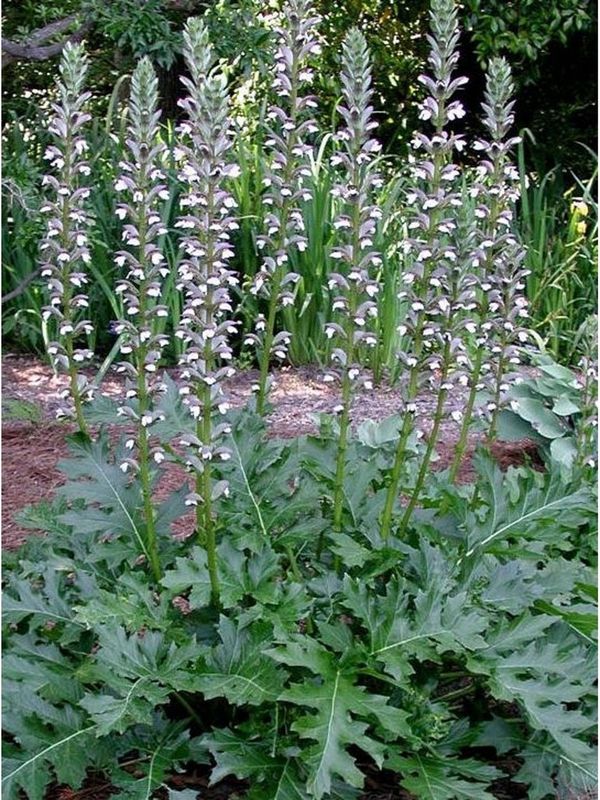 Acanthus mollis