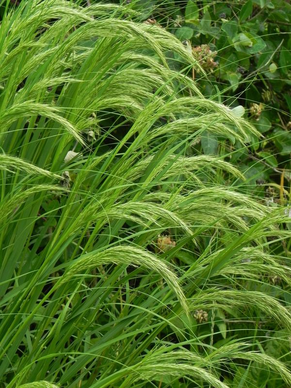 Achnatherum calamagrostis