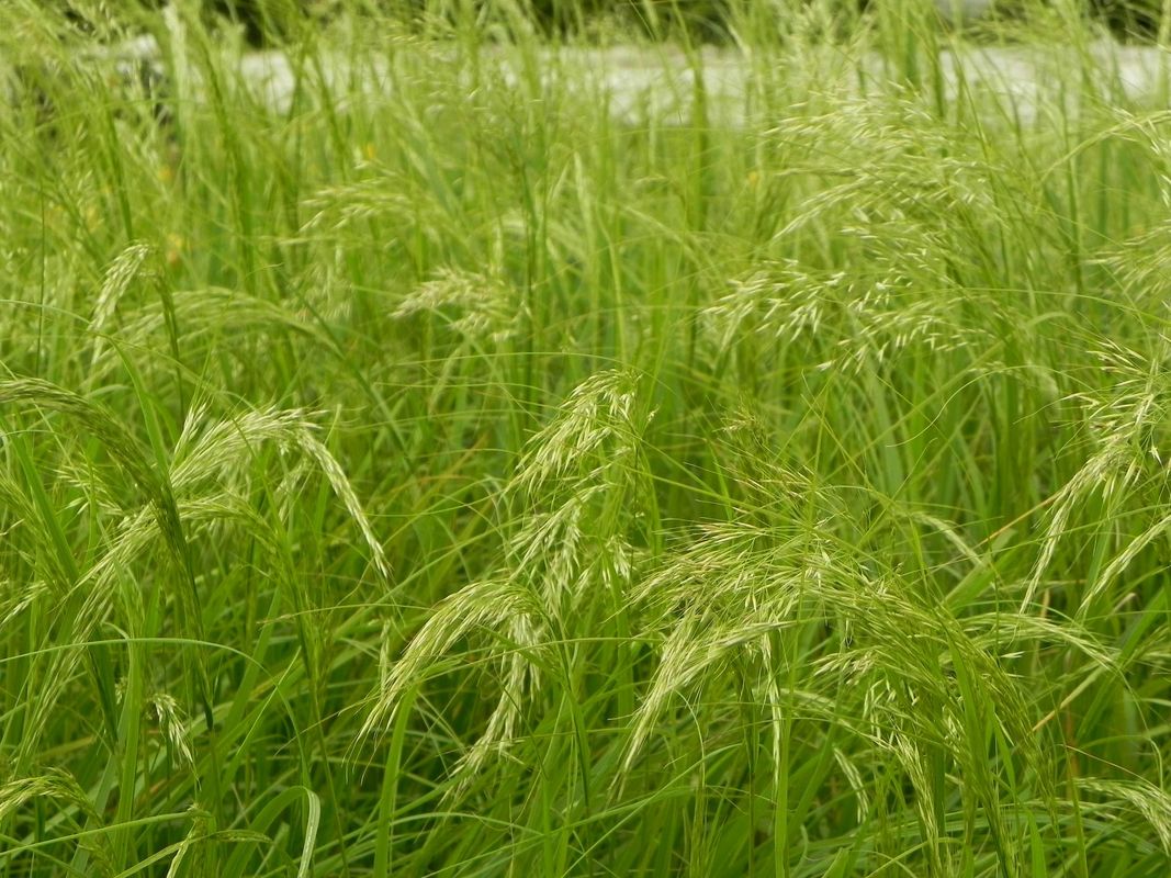 Achnatherum calamagrostis