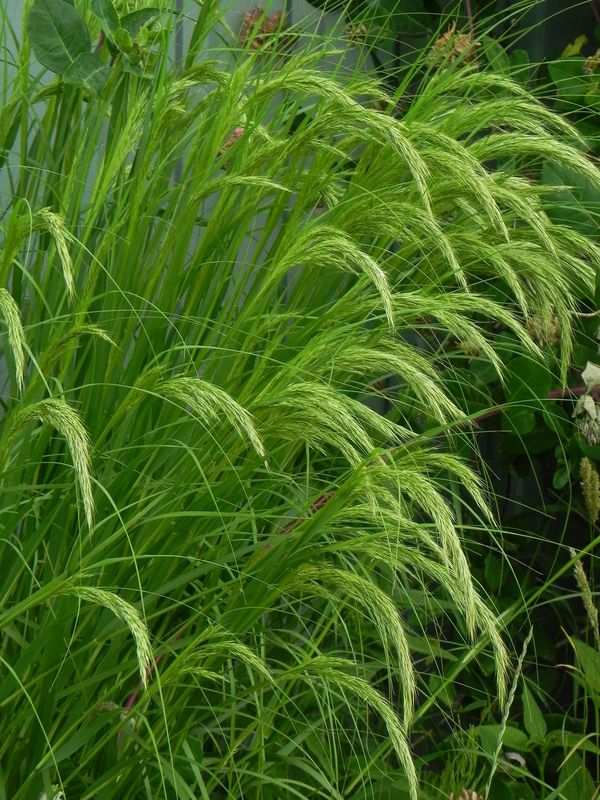 Achnatherum calamagrostis