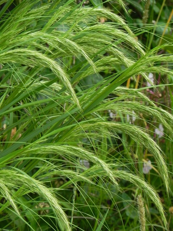 Achnatherum calamagrostis