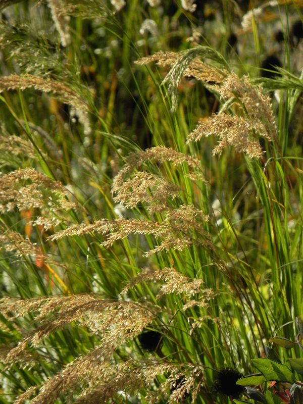 Achnatherum calamagrostis