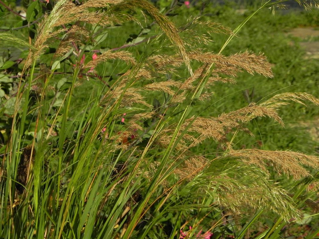 Achnatherum calamagrostis