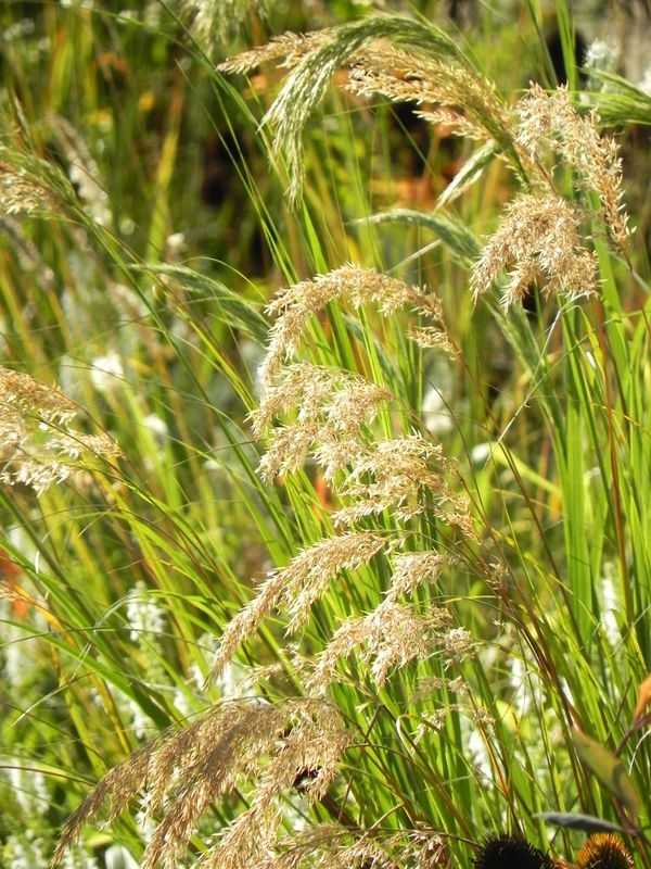 Achnatherum calamagrostis