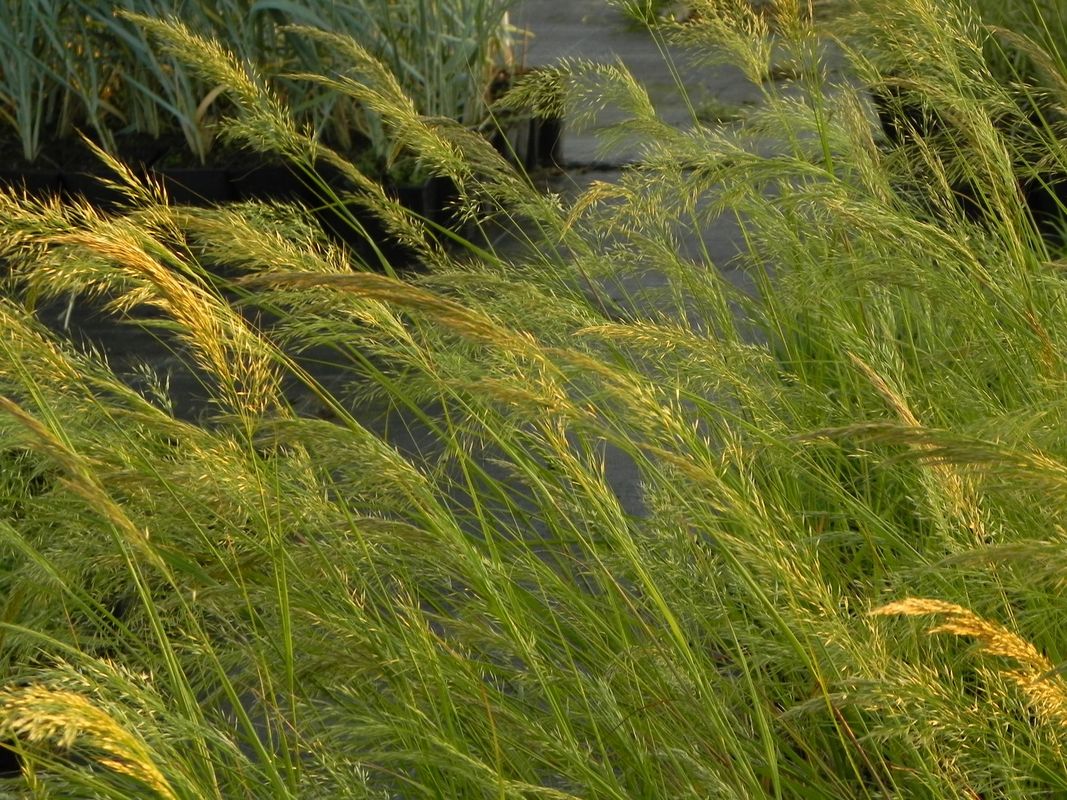 Achnatherum calamagrostis