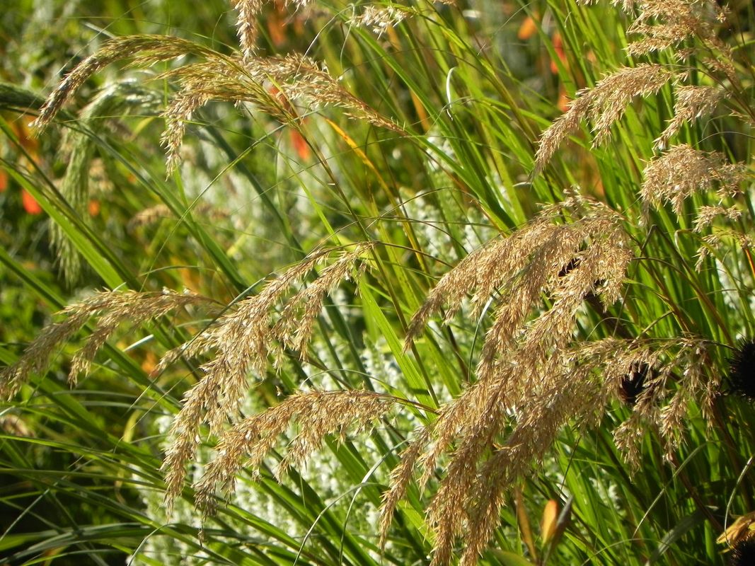 Achnatherum calamagrostis