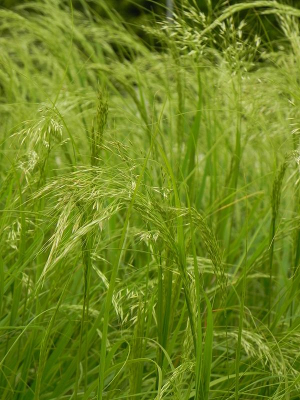 Achnatherum calamagrostis