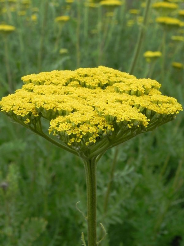 Achillea filipendulina ‘Parker`s Variety’