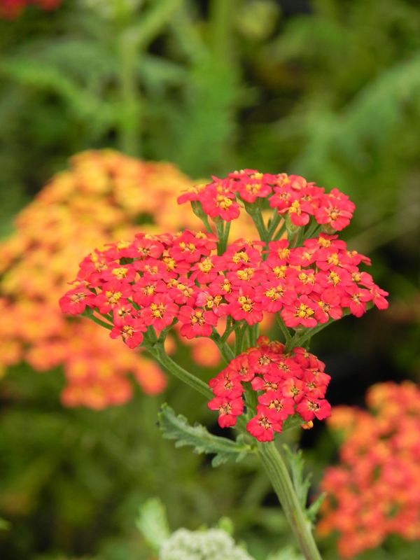 Achillea filipendulina ‘Walter Funke’