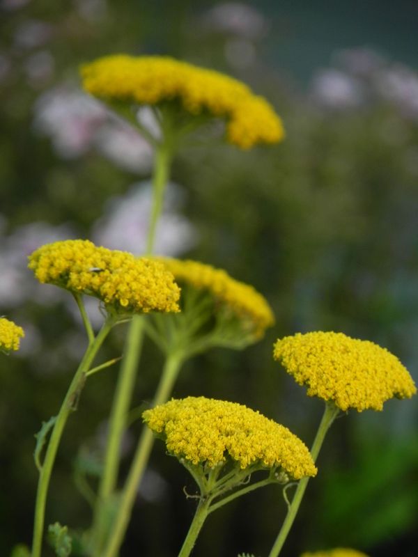 Achillea filipendulina ‘Cloth of Gold’