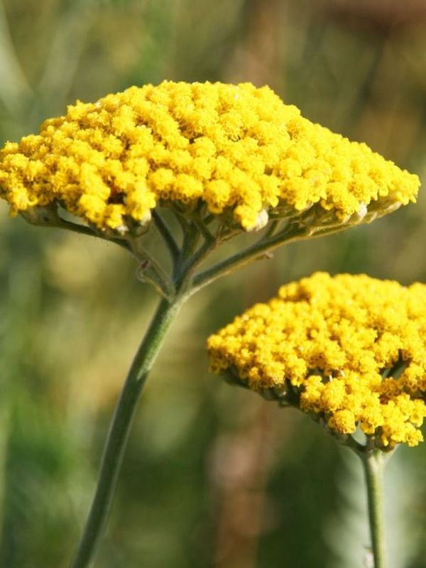 Achillea filipendulina ‘Coronation Gold’