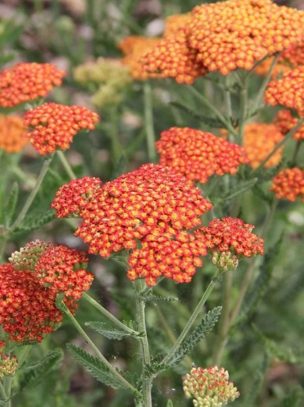 Achillea filipendulina ‘Feuerland’