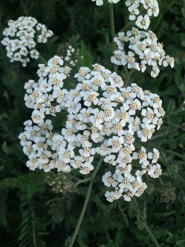 Achillea millefolium