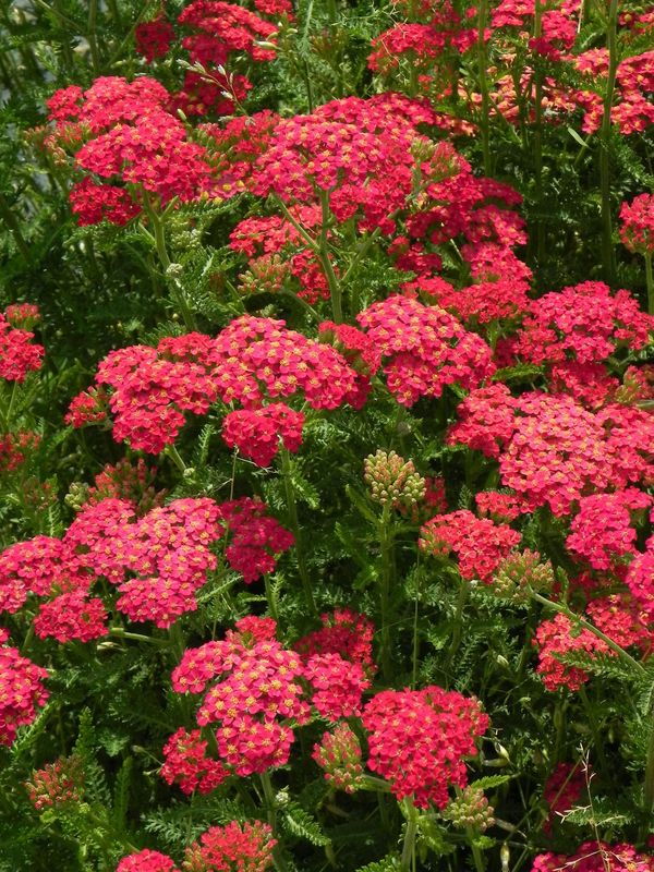 Achillea millefolium ‘Paprica’