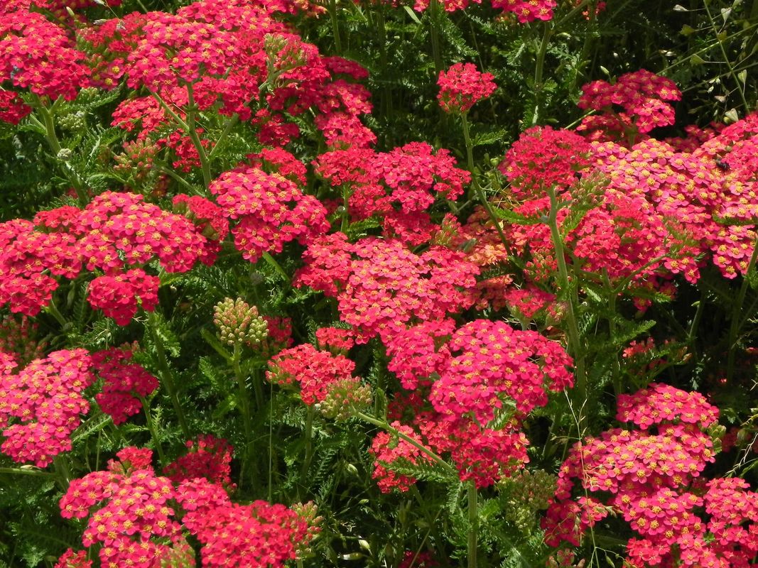 Achillea millefolium ‘Paprica’