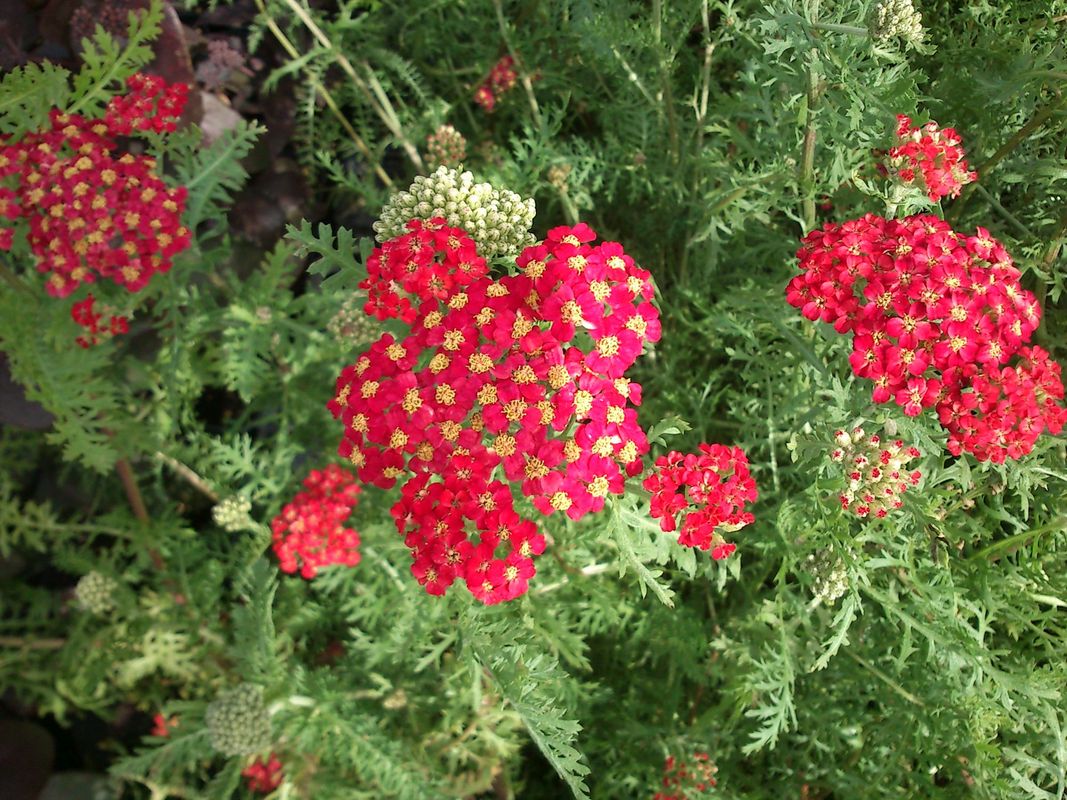 Achillea millefolium ‘Paprica’