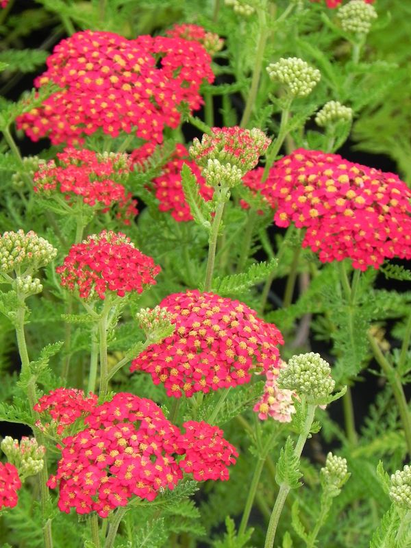 Achillea millefolium ‘Paprica’