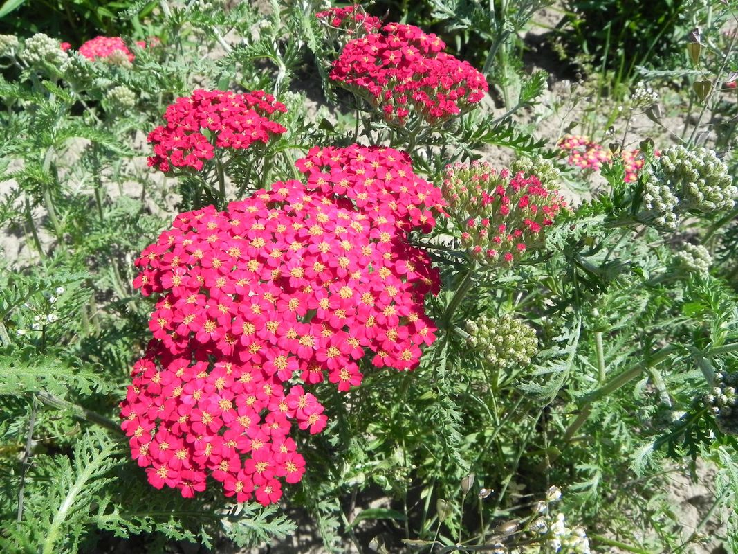 Achillea millefolium ‘Paprica’