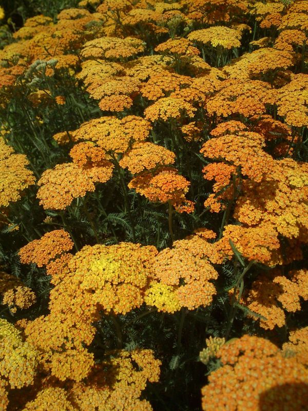Achillea millefolium ‘Terracotta’