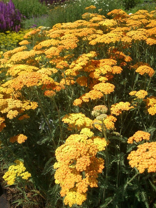 Achillea millefolium ‘Terracotta’