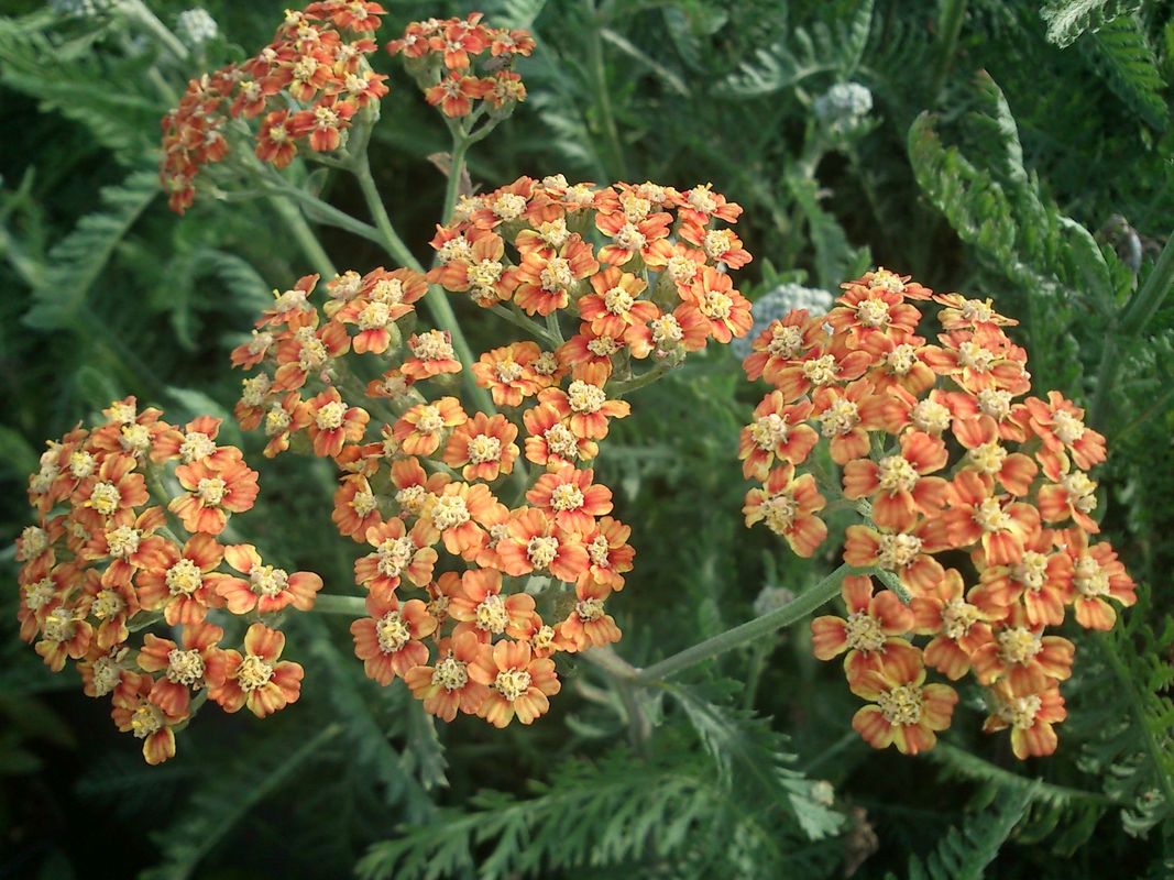 Achillea millefolium ‘Terracotta’