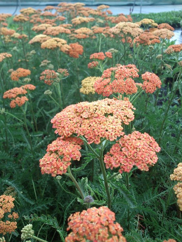 Achillea millefolium ‘Terracotta’