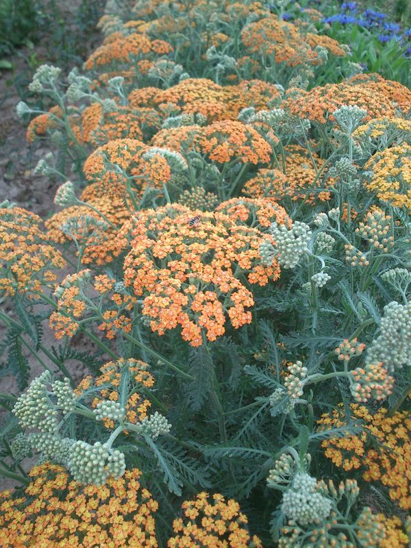 Achillea millefolium ‘Terracotta’