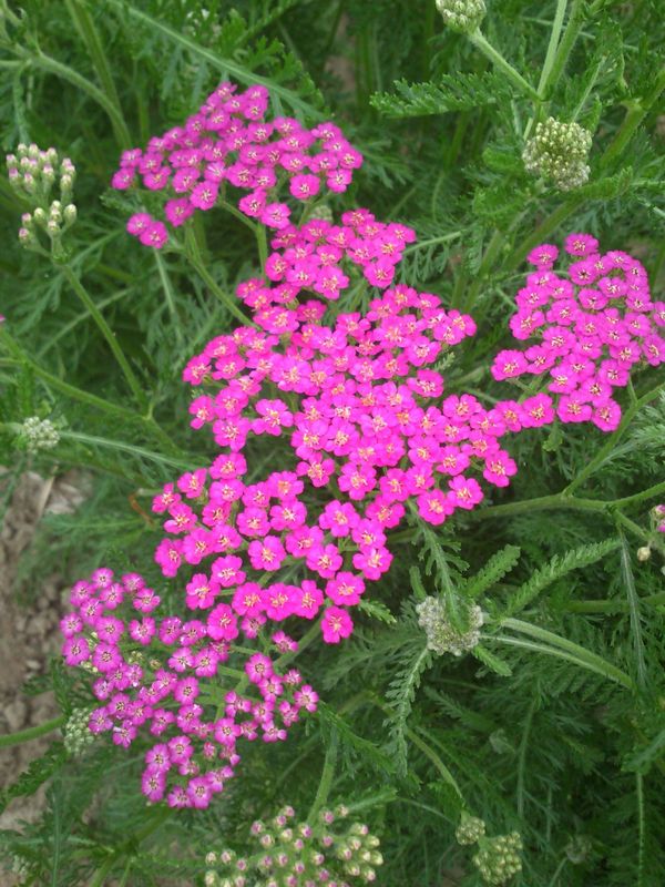 Achillea millefolium ‘Cerise Queen’