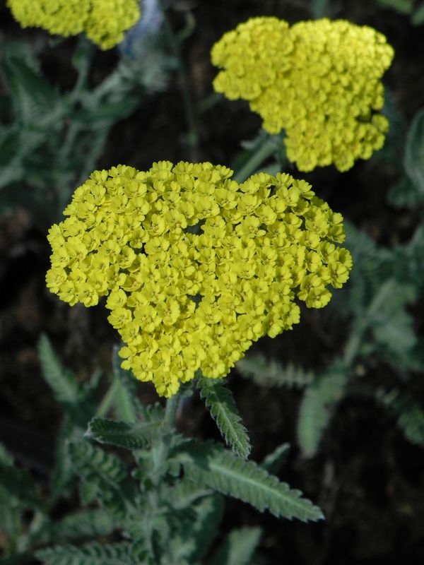 Achillea millefolium ‘Moonshine’