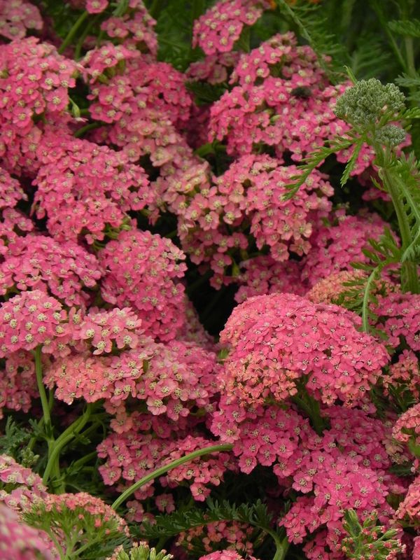 Achillea millefolium ‘Salmon’