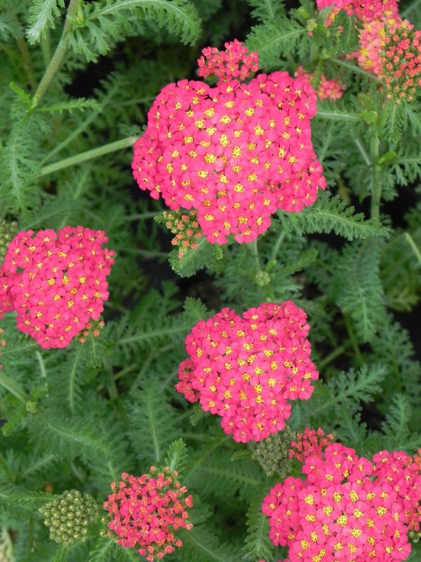 Achillea millefolium ‘Milly Rock Red’