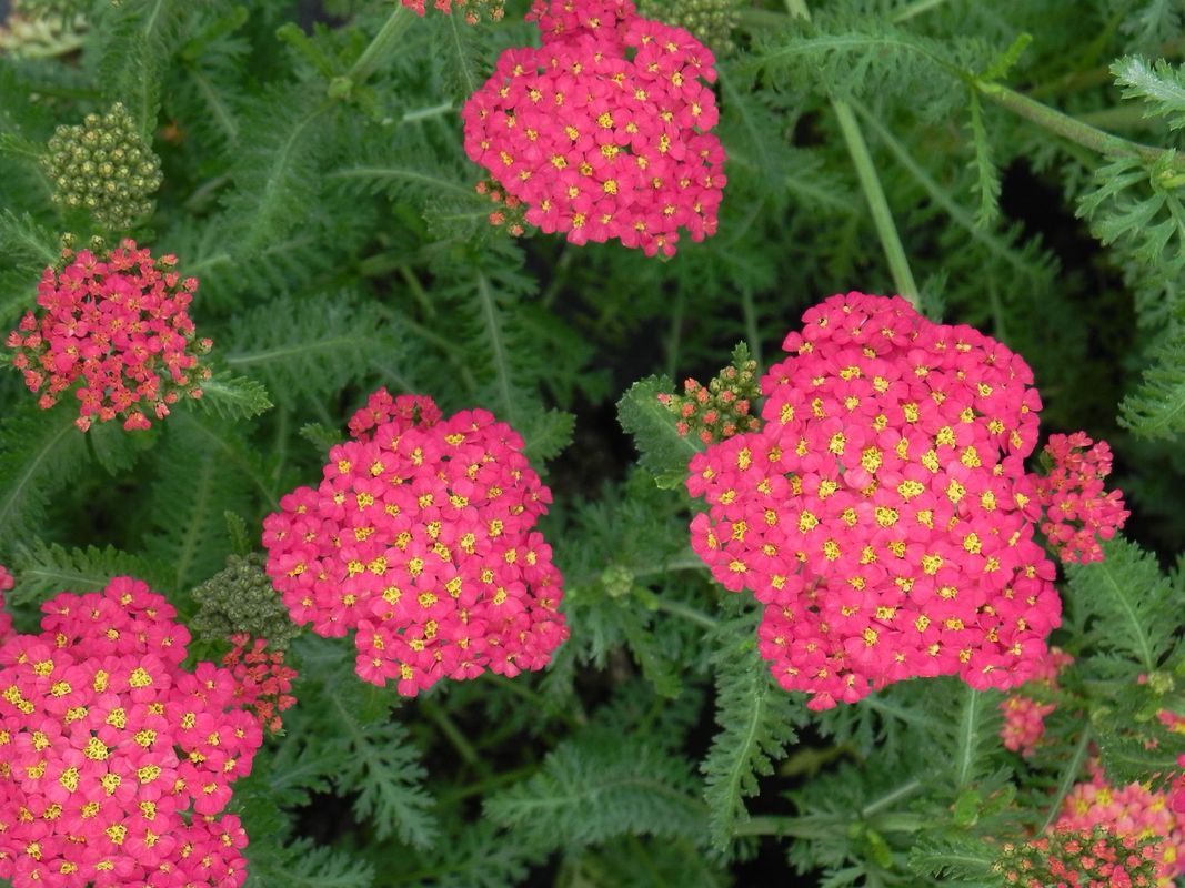 Achillea millefolium ‘Milly Rock Red’