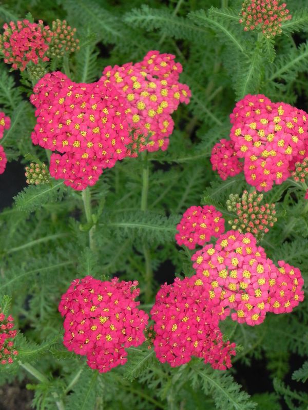 Achillea millefolium ‘Milly Rock Red’