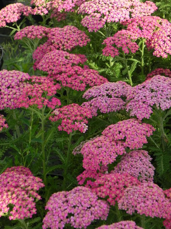 Achillea millefolium ‘Milly Rock Rose’