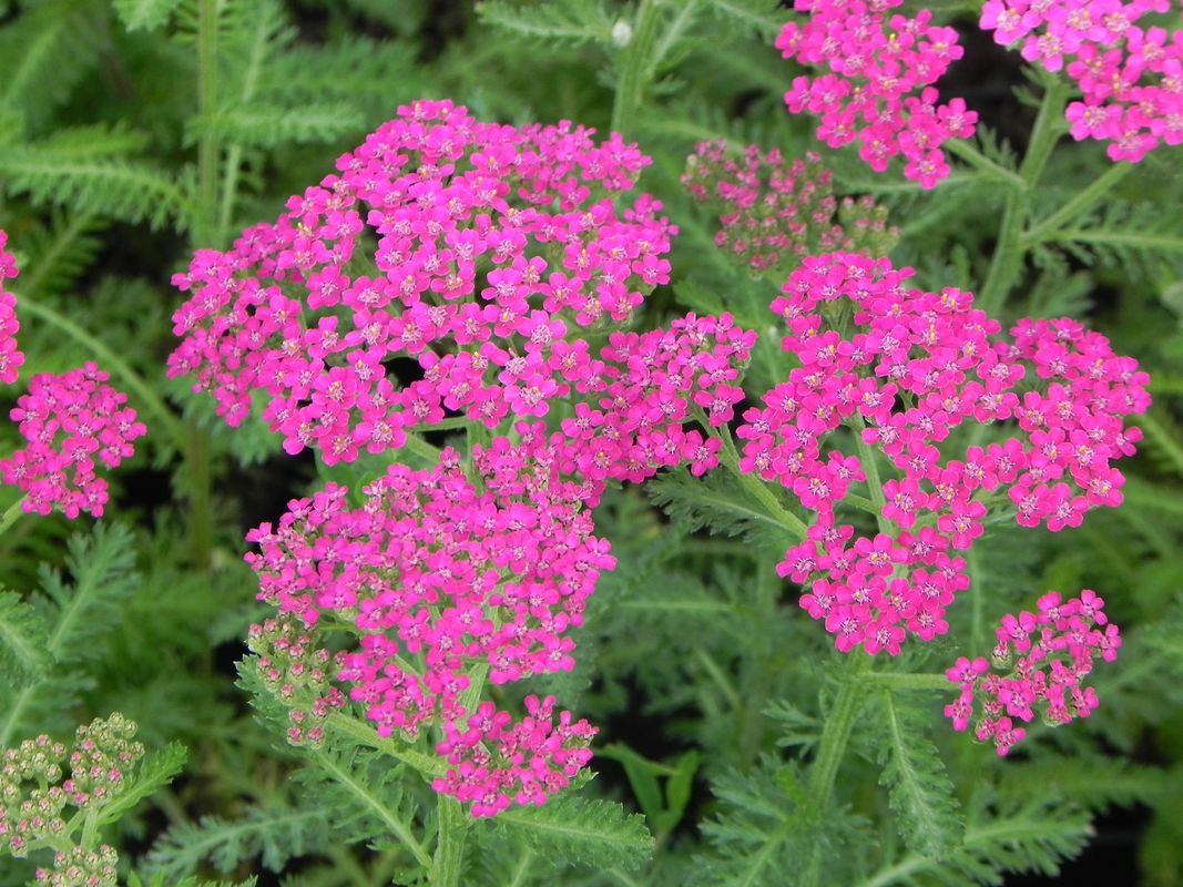 Achillea millefolium ‘Milly Rock Rose’