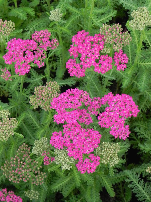 Achillea millefolium ‘Milly Rock Rose’