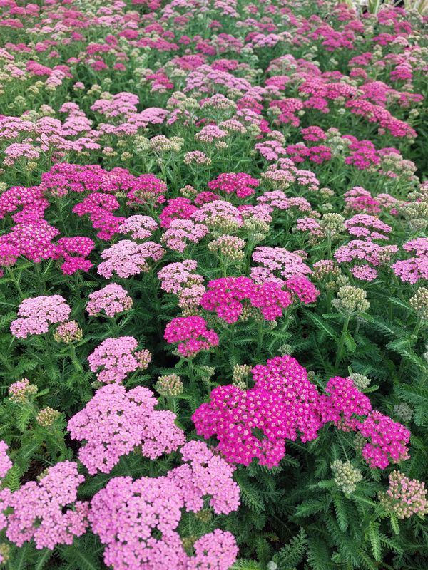 Achillea millefolium ‘Milly Rock Rose’
