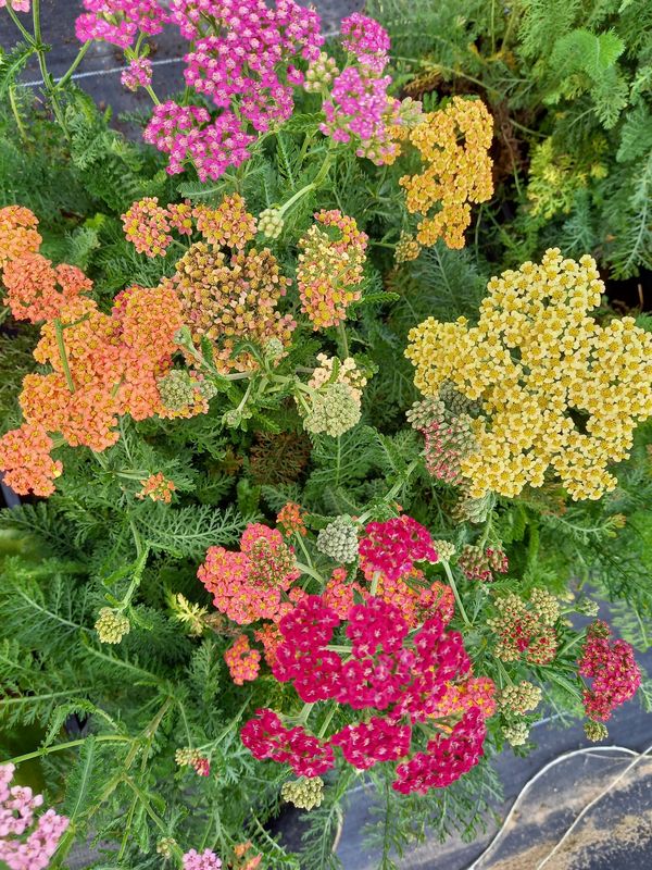 Achillea millefolium ‘Summer Pastels’