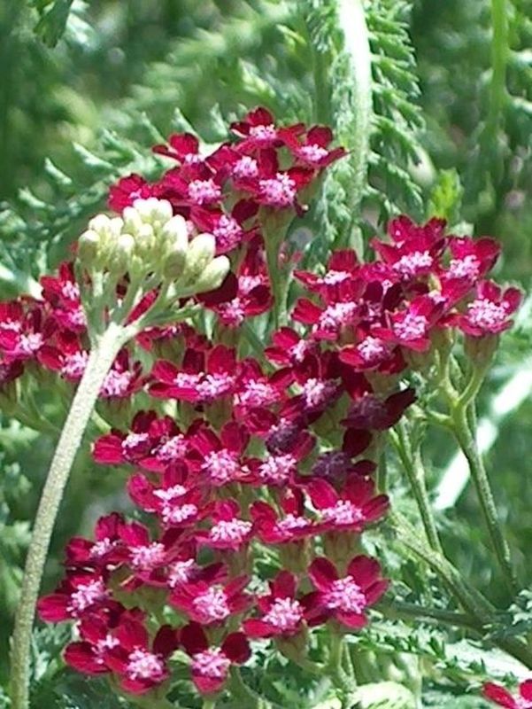 Achillea millefolium ‘Summer Wine’
