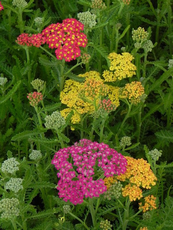 Achillea millefolium ‘Milly Rock Mixmasters® Dance’
