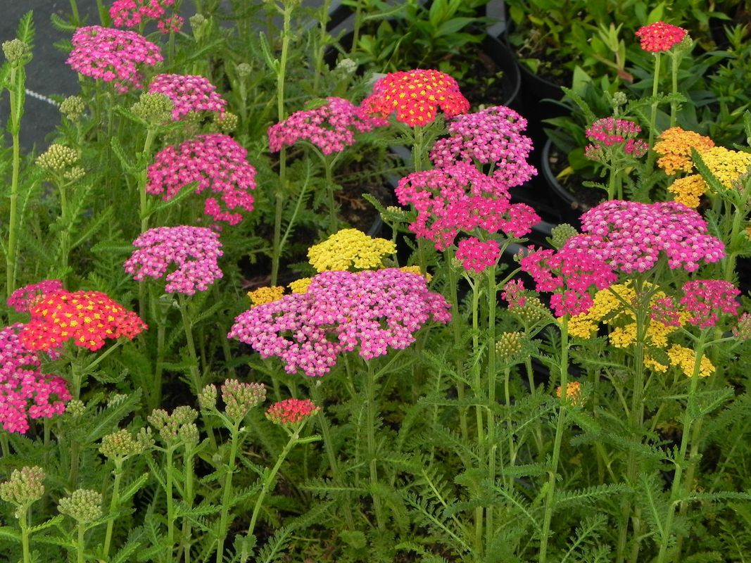 Achillea millefolium ‘Milly Rock Mixmasters® Dance’