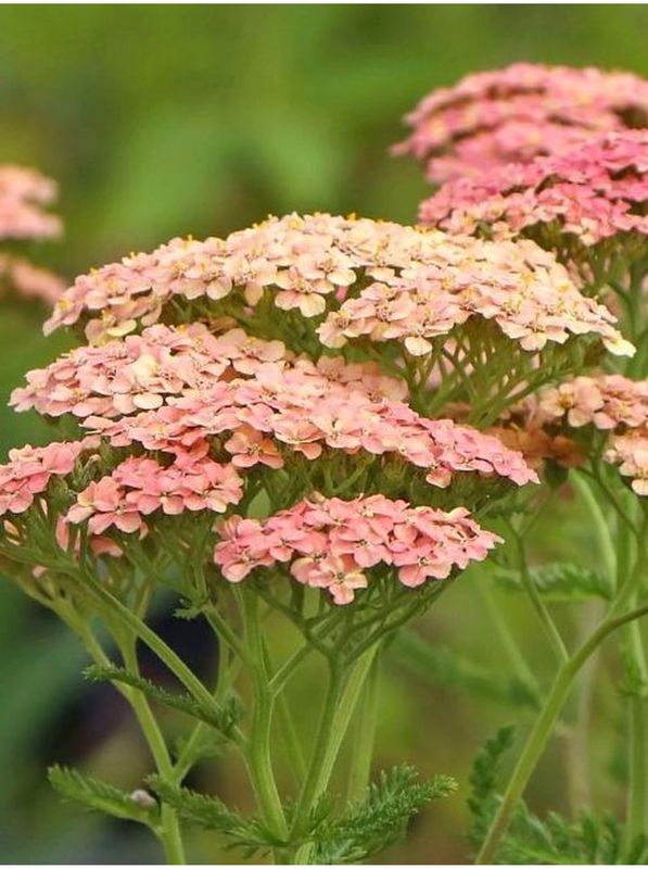 Achillea millefolium ‘Lachsschonheit’