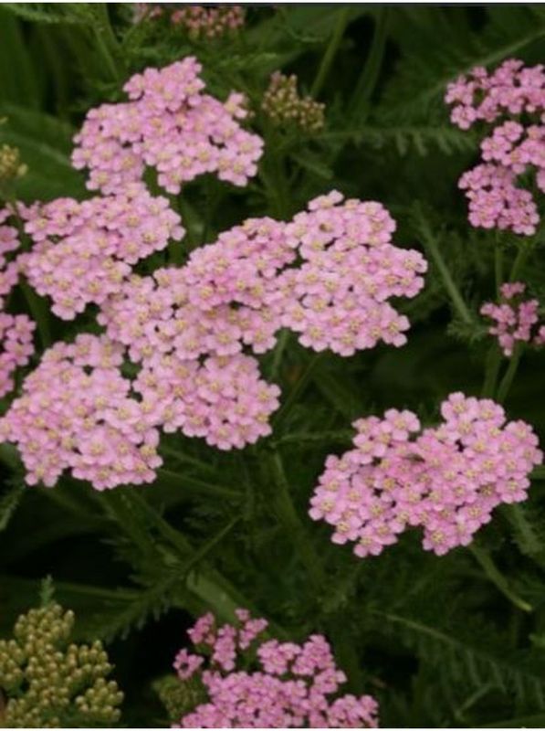 Achillea millefolium ‘Lilac Beauty’