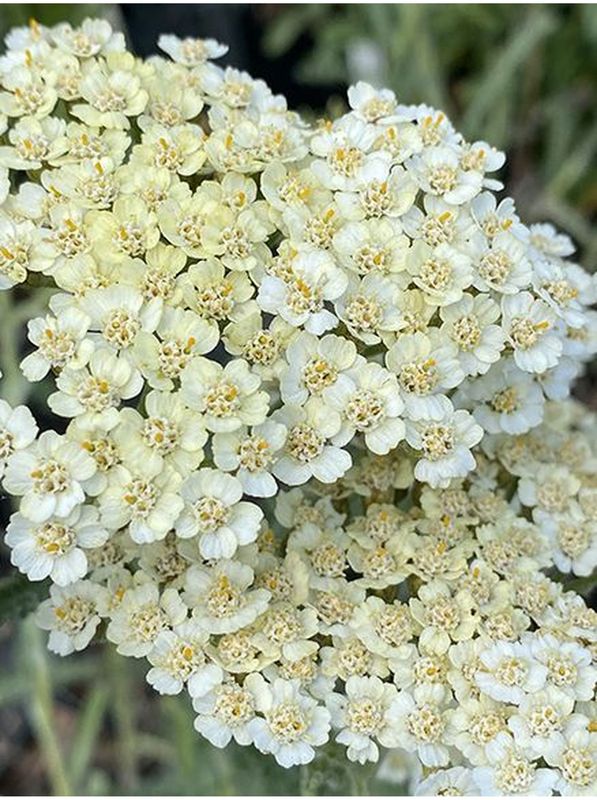 Achillea millefolium ‘Alabaster’
