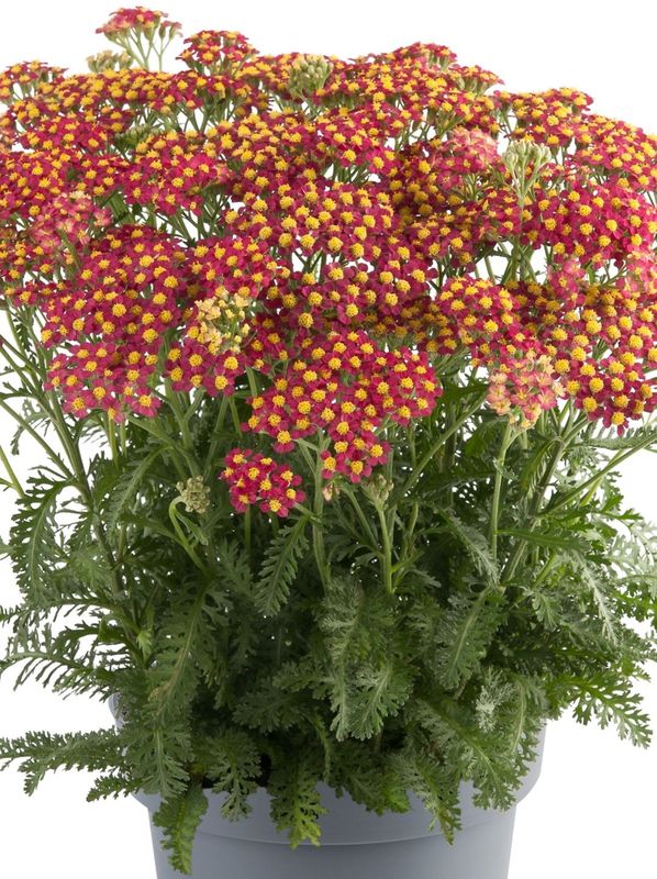 Achillea millefolium ‘Milly Rock Cherry’