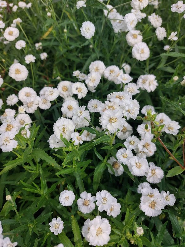 Achillea ptarmica ‘Pearl’