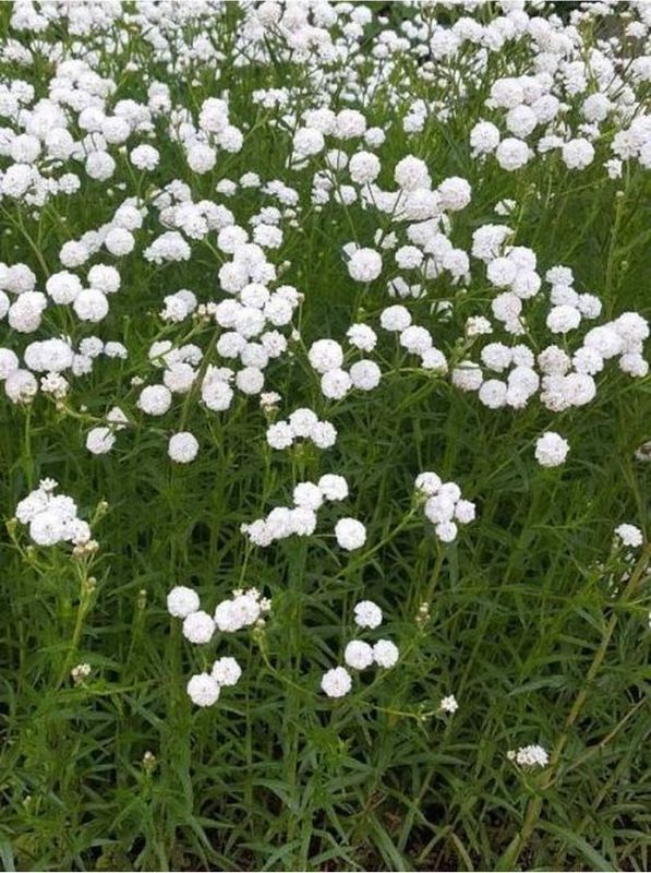 Achillea ptarmica ‘Double Diamond’
