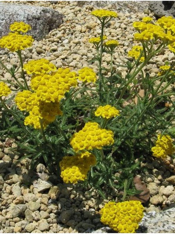 Achillea tomentosa ‘Aurea’
