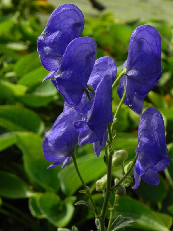 Aconitum fischeri